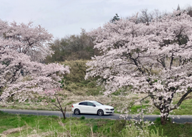 With cherr blossoms 2025 01