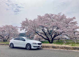 With cherr blossoms 2025 02