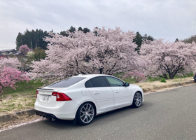 With cherr blossoms 2025 03