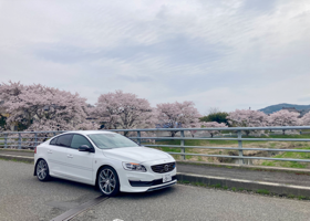 With cherr blossoms 2025 04